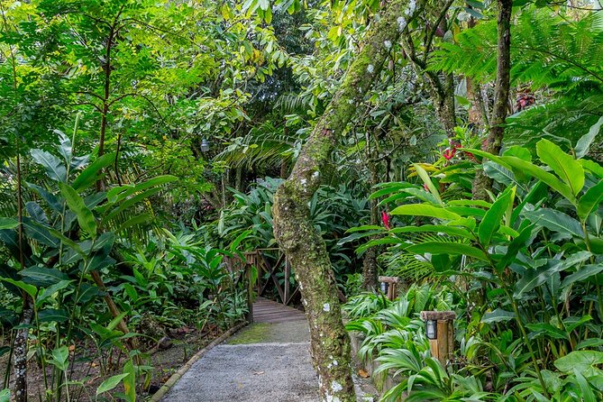 A Taste of Fond Doux Private Walking Tour - Medicinal plants and local knowledge