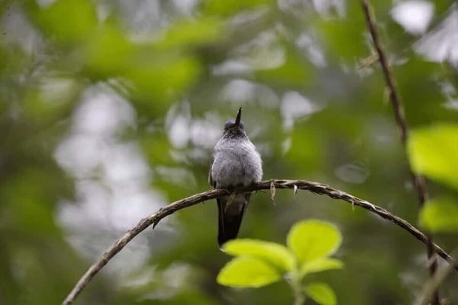 Babonneau/Castries: Rainforest Zip Line, Tram, and Hike Tour - Five things to know before you book