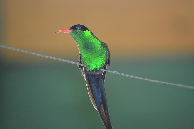 Bird Watching Tour in St Lucia - Key points at a glance