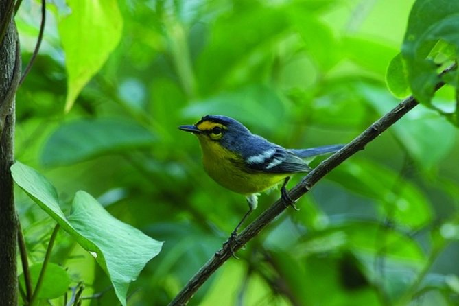 Bird Watching Tour in St Lucia - Choosing the right St Lucia birding site