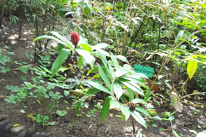 Bird Watching Tour in St Lucia - What the three-hour outing feels like