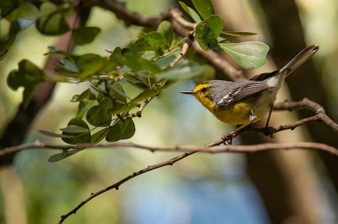 Bird Watching Tour in St Lucia - Equipment, clothing, and comfort