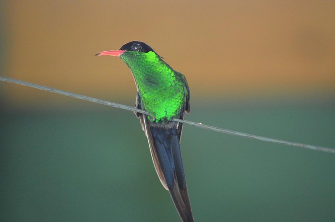 Bird Watching Tour in St Lucia - Is $115 a good value?