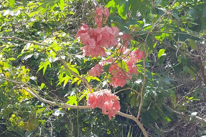 Bird Watching Tour in St Lucia - Booking and cancellation details