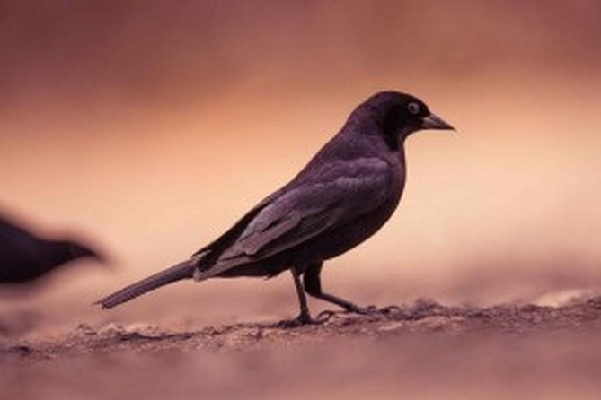 Bird Watching Tour in St Lucia - The birds you may see