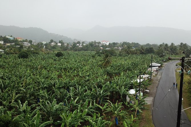 Cruise Excursions in St. Lucia - Rum tasting, snacks, beer, and local flavor