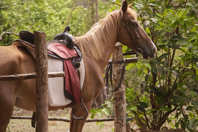 East Coast Horseback Riding & Waterfall Excursion - The Beach Finish and Fresh Coconut Break