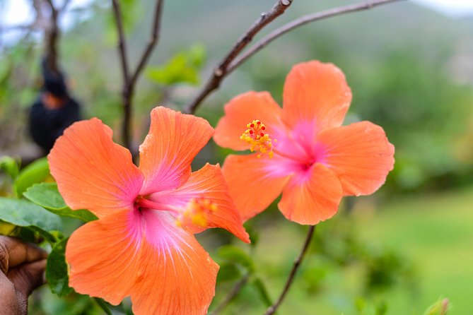 Essence of St Lucia Heritage Experience - Who should book this cultural experience?
