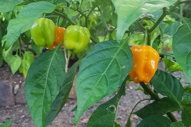Flavors of St Lucia Culinary Experience - Walking Through the Tropical Gardens