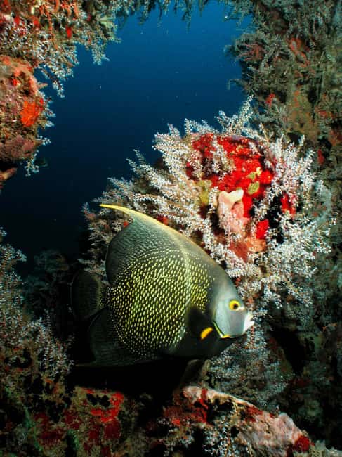 From Castries: St. Lucia Scuba Diving Excursion - Why St. Lucia works so well for scuba