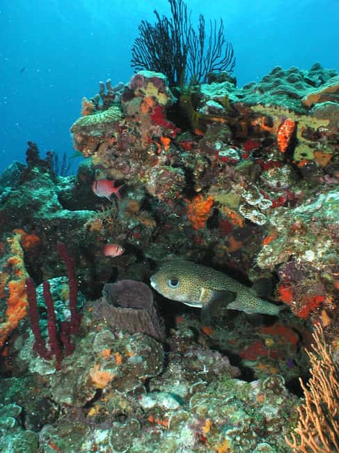 From Castries: St. Lucia Scuba Diving Excursion - Anse Cochon wrecks for a memorable first option
