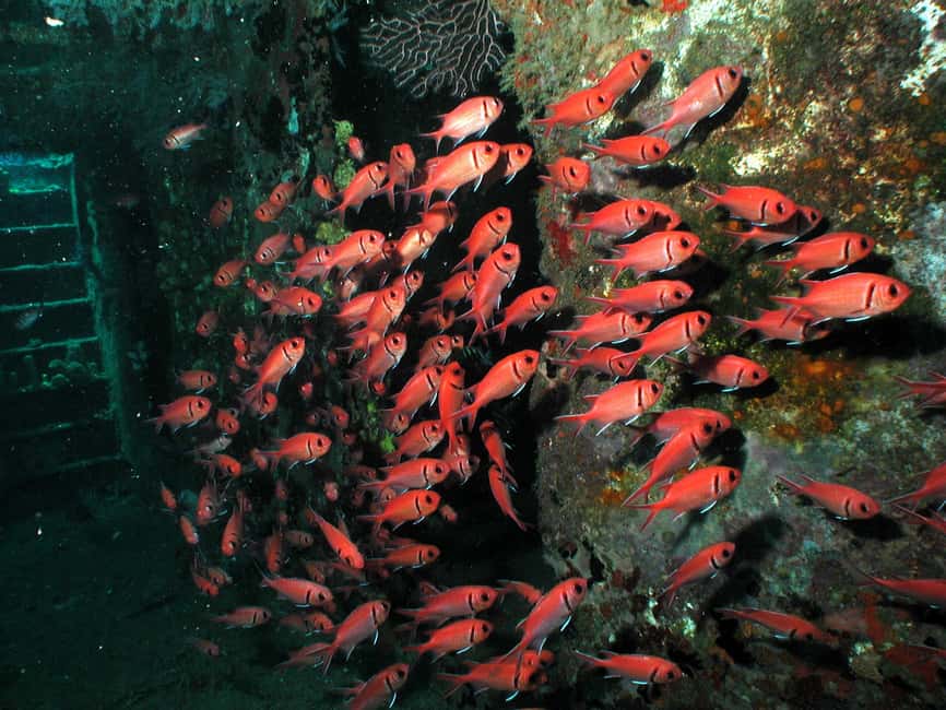 From Castries: St. Lucia Scuba Diving Excursion - Soufriere’s walls and drift routes