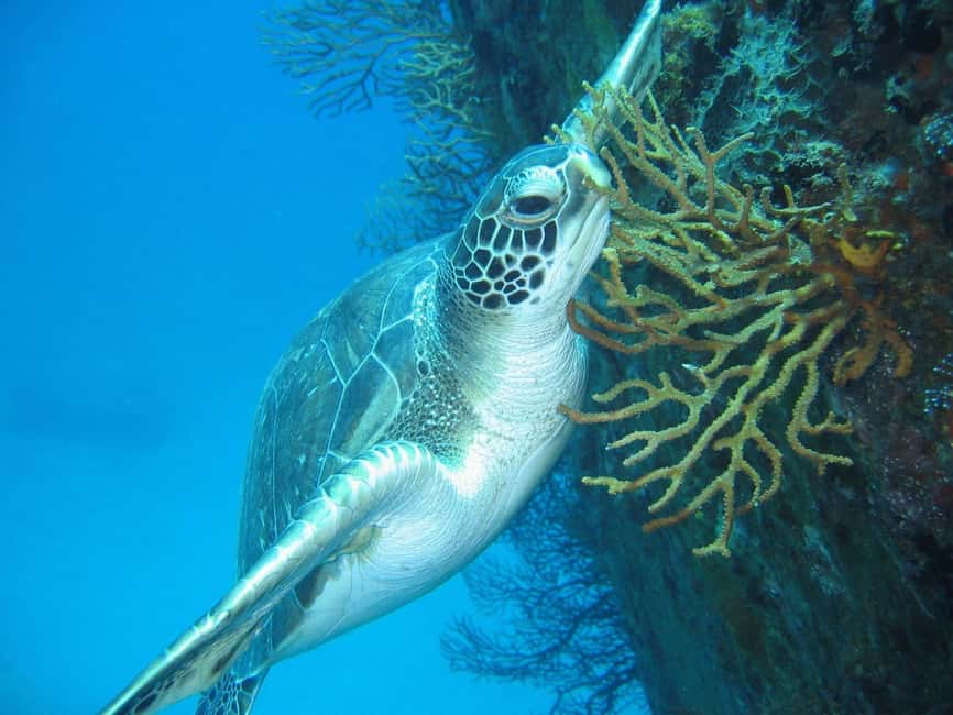 From Castries: St. Lucia Scuba Diving Excursion - What to bring and what to confirm