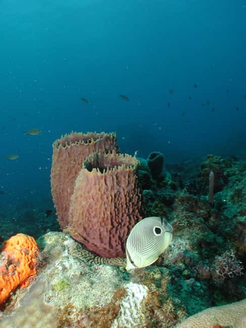 From Castries: St. Lucia Scuba Diving Excursion - The five-hour plan from pickup to return