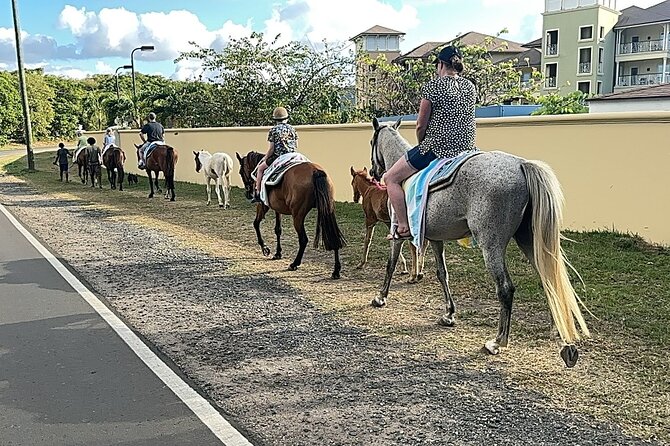 Gros Islet Village Horseback Riding run with Dore's riding Stable - Swimming with the horses in the sea