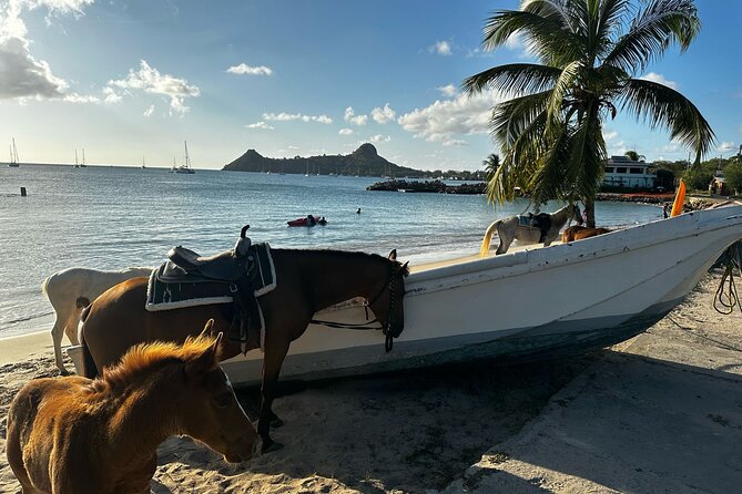 Gros Islet Village Horseback Riding run with Dore's riding Stable - How the $120 price measures up