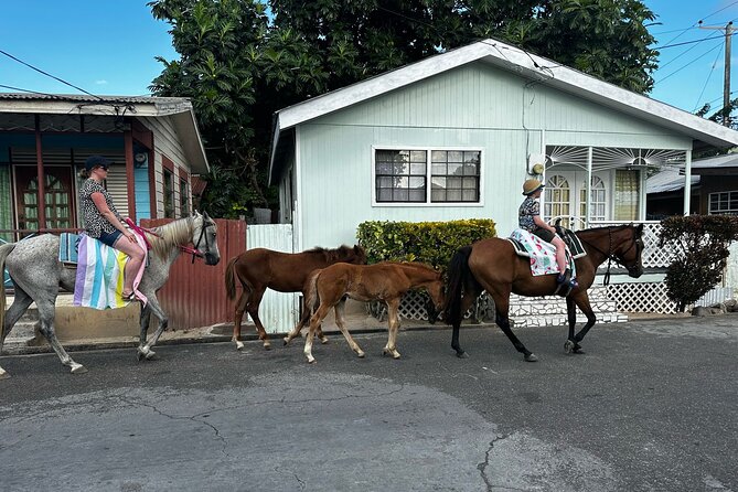 Gros Islet Village Horseback Riding run with Dore's riding Stable - Who should book this ride