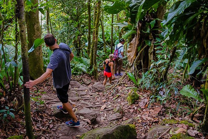 Gros Piton Hike in St. Lucia (Private) - Flora, fauna, and the value of a guide