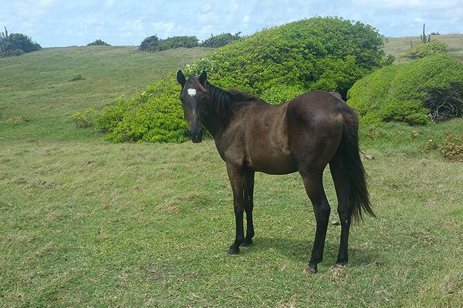 Horseback Riding Adventure Tour in St. Lucia - From Gros Islet to the saddle