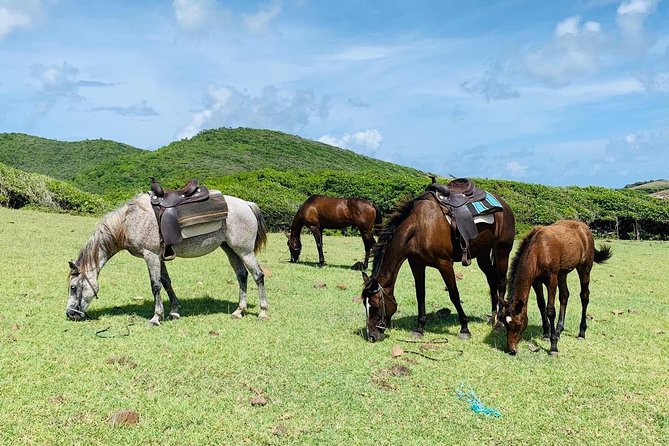 Private Advanced Horseback Beach Ride with Sandy Hoofs St. Lucia - Who should book this ride?