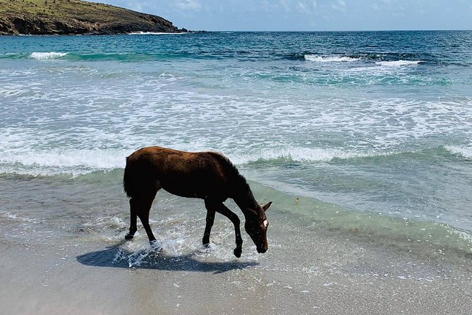 Private Beach Horseback Ride with Sandy Hoofs St. Lucia - Useful Planning Tips for Your Ride