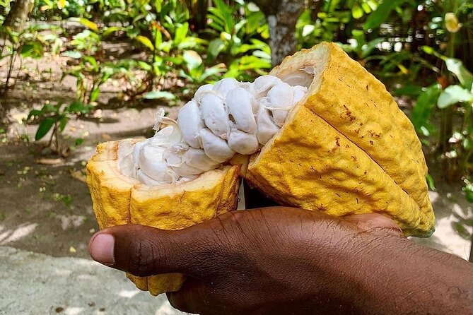 Private Chocolate Making Class - The estate visit and cacao process