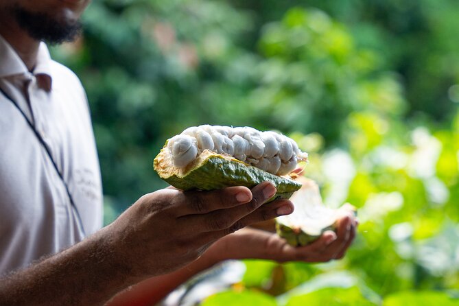 Project Chocolat Tree to Bar Tour at Hotel Chocolat Saint Lucia - Key things to know before you book