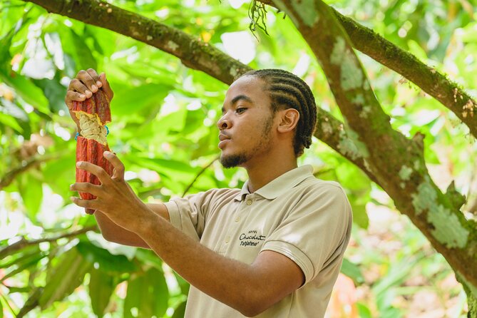 Project Chocolat Tree to Bar Tour at Hotel Chocolat Saint Lucia - A rainforest beginning at Rabot Estate