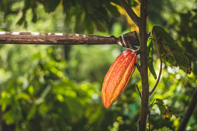Project Chocolat Tree to Bar Tour at Hotel Chocolat Saint Lucia - The $124 price and what it covers