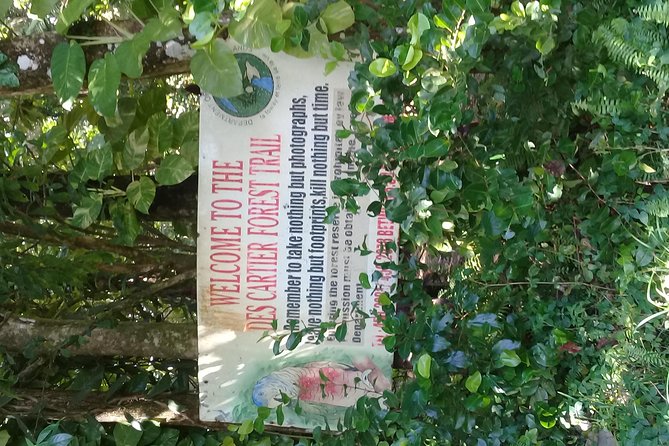 Rain forest and Bird watching - Walking Through St. Lucia’s Primary Rainforest