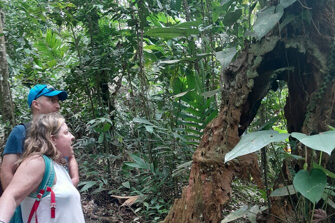 Rain forest and Bird watching - What the $65 Price Really Buys You