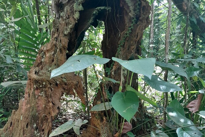 Rain forest and Bird watching - How Weather and Noise Can Shape the Day