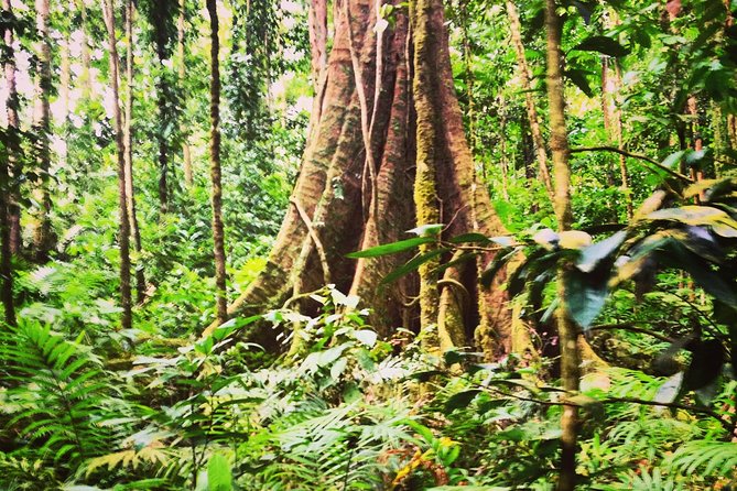Rain forest and Bird watching - Looking for the St. Lucia Parrot