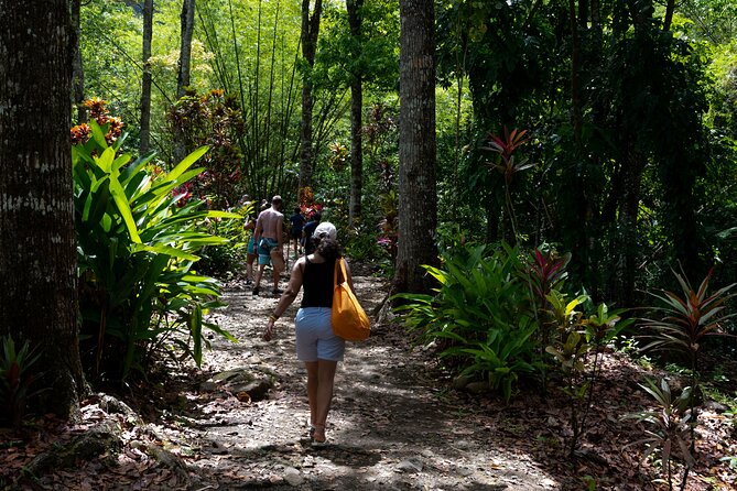 Rainforest Hike and Waterfall Safari - The rainforest hike is short, but not flat