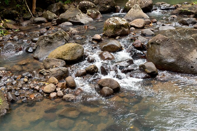 Rainforest Hike and Waterfall Safari - Guides shape the quality of the day