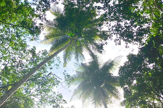 Rainforest Hike and Waterfall Safari - What is included for $66.67?