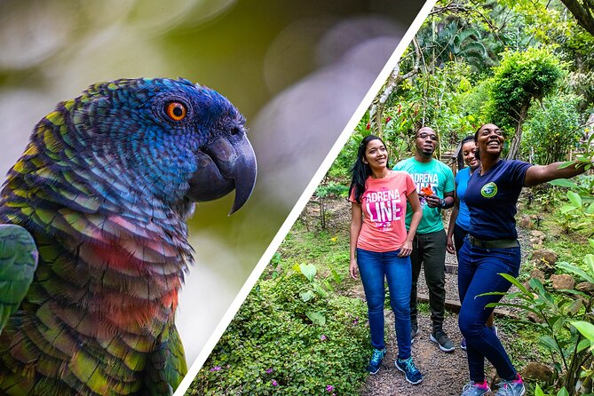 Rainforest Rush: St. Lucia Zip Line Adventure - What the three-hour schedule really means