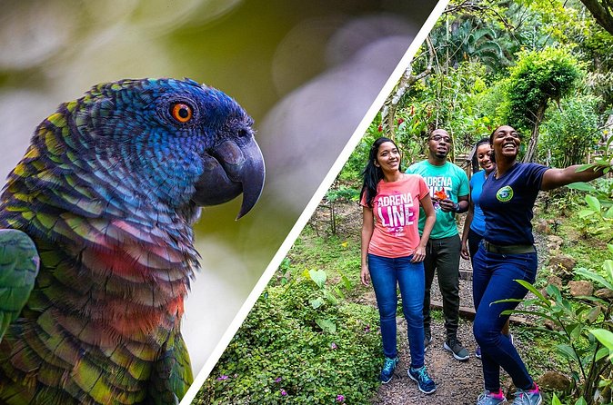 Rainforest Rush: St. Lucia Zip Line Adventure - The weak points you should plan around