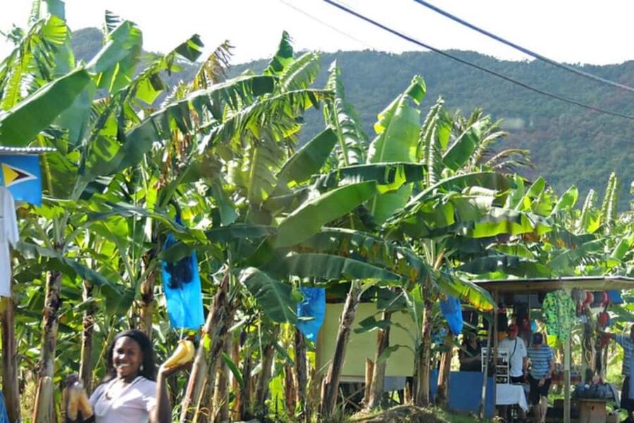 Saint Lucia Island Tour All Inclusive With Lunch - Guides, driving, and group size