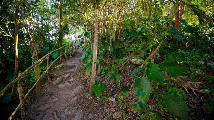 Saint Lucia: Tete Paul Nature Trail Hike & Waterfall Visit - Pickup from Castries, Gros Islet, or Marigot Bay