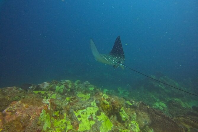 Snorkeling at Pigeon Island - Timing, length, and daily planning