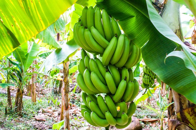 Soufriere Island Delight - What $80 gets you