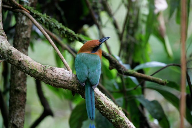St. Lucia Aerial Tram Tour at Rainforest Adventures - Wildlife watching: keep expectations sensible