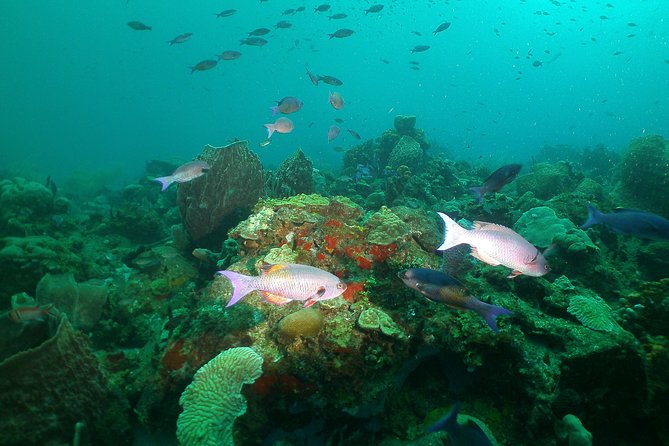 St Lucia Beginner Scuba Diving Tour - Key points to know before booking