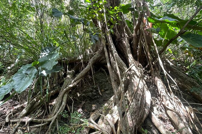 St Lucia Billy Goat Trail Hike in Marigot Bay Saint Lucia - Who should take the extreme route?