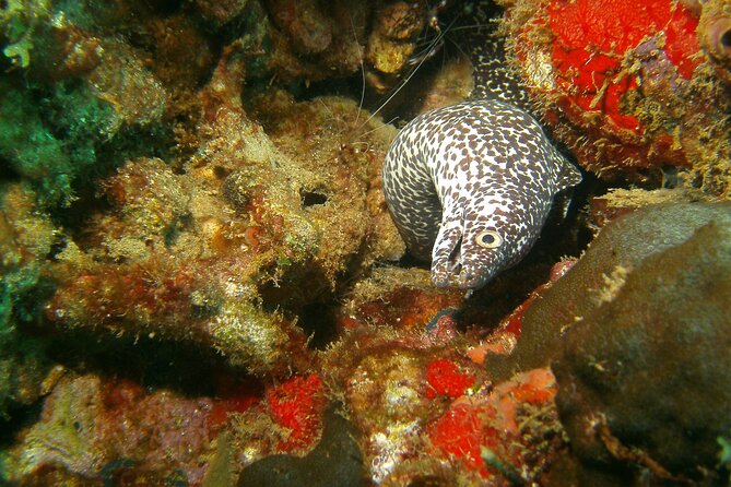 St Lucia Certified Scuba Diving Tour - Why this half-day St. Lucia trip is appealing