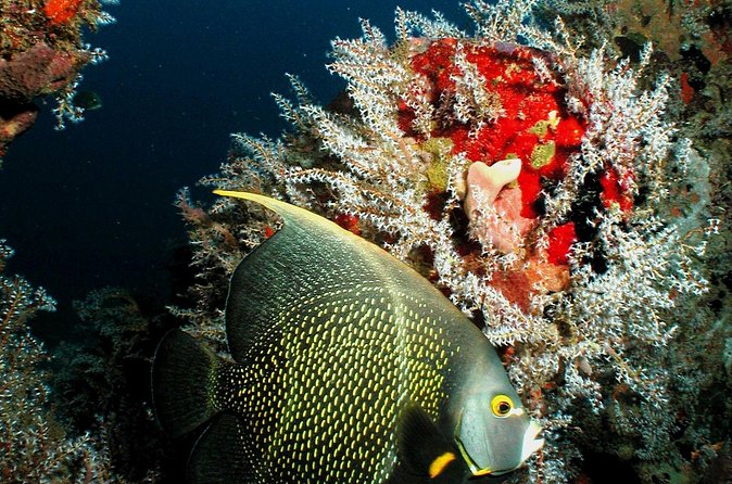 St Lucia Certified Scuba Diving Tour - Equipment, wetsuits, and what the price really covers
