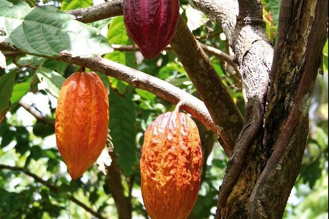 St Lucia Chocolate Making Marigot Bay & Souvenir Shopping - The Canaries location deserves attention