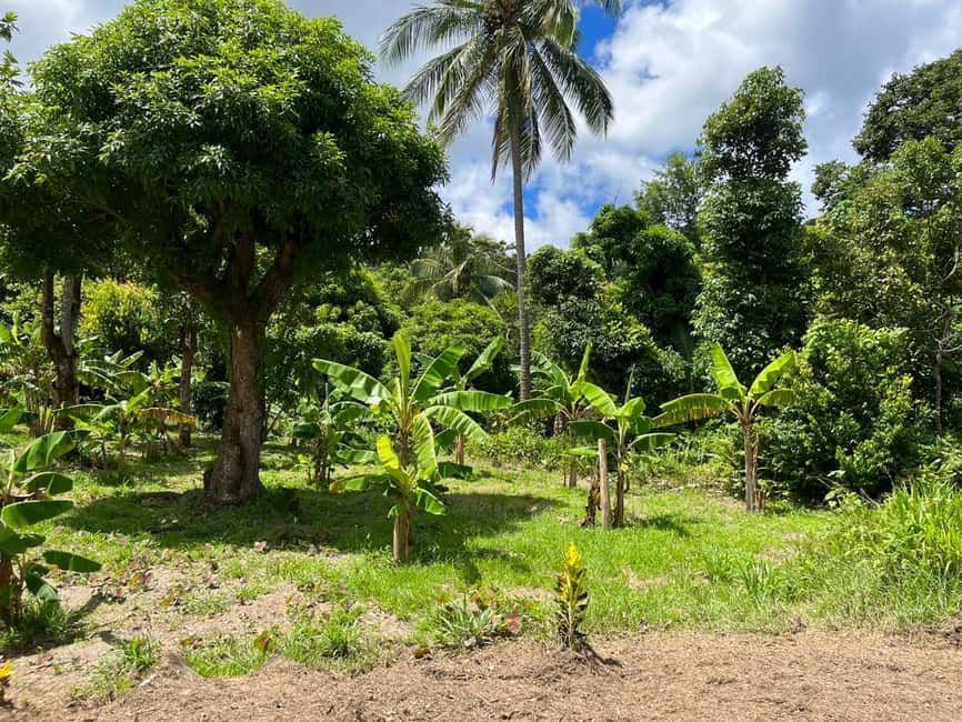 St. Lucia: Land and Sea All Inclusive Tour - Passing Anse La Raye and Canaries by boat