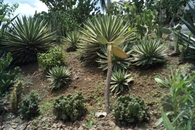 St Lucia Northern Island Tour - Beaches, local culture, and time at Gros Islet
